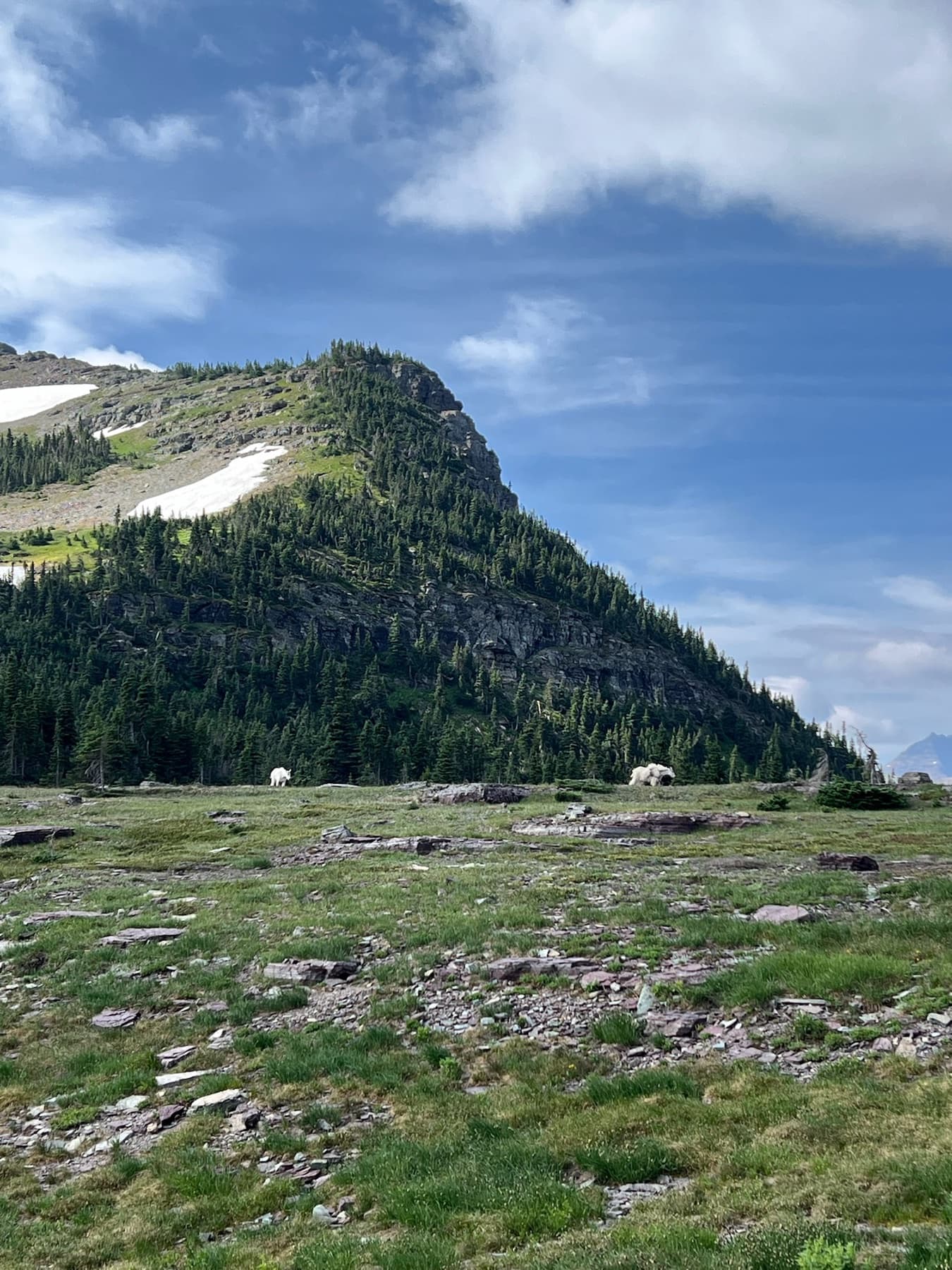 Montana landscape